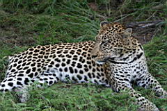 leopards gomo gomo IMG_4876.JPG